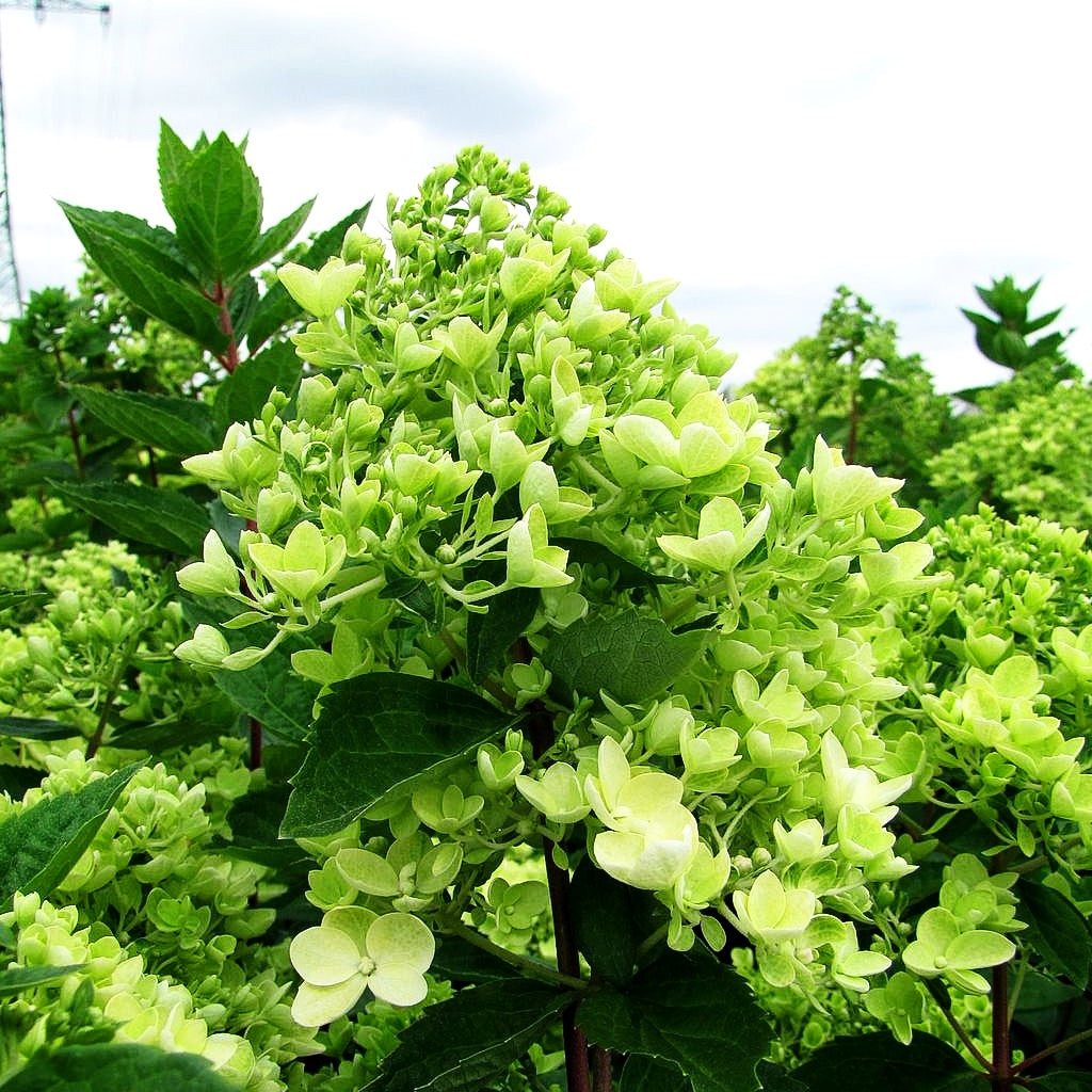 Rispen-Hortensie 'Bombshell' (Hydrangea paniculata)