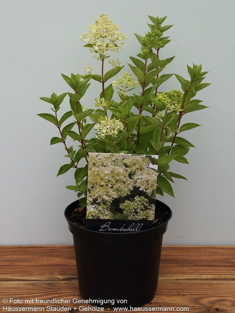 Rispen-Hortensie 'Bombshell' (Hydrangea paniculata)