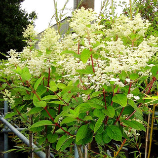 Rispen-Hortensie 'Early Sensation' (Hydrangea paniculata)