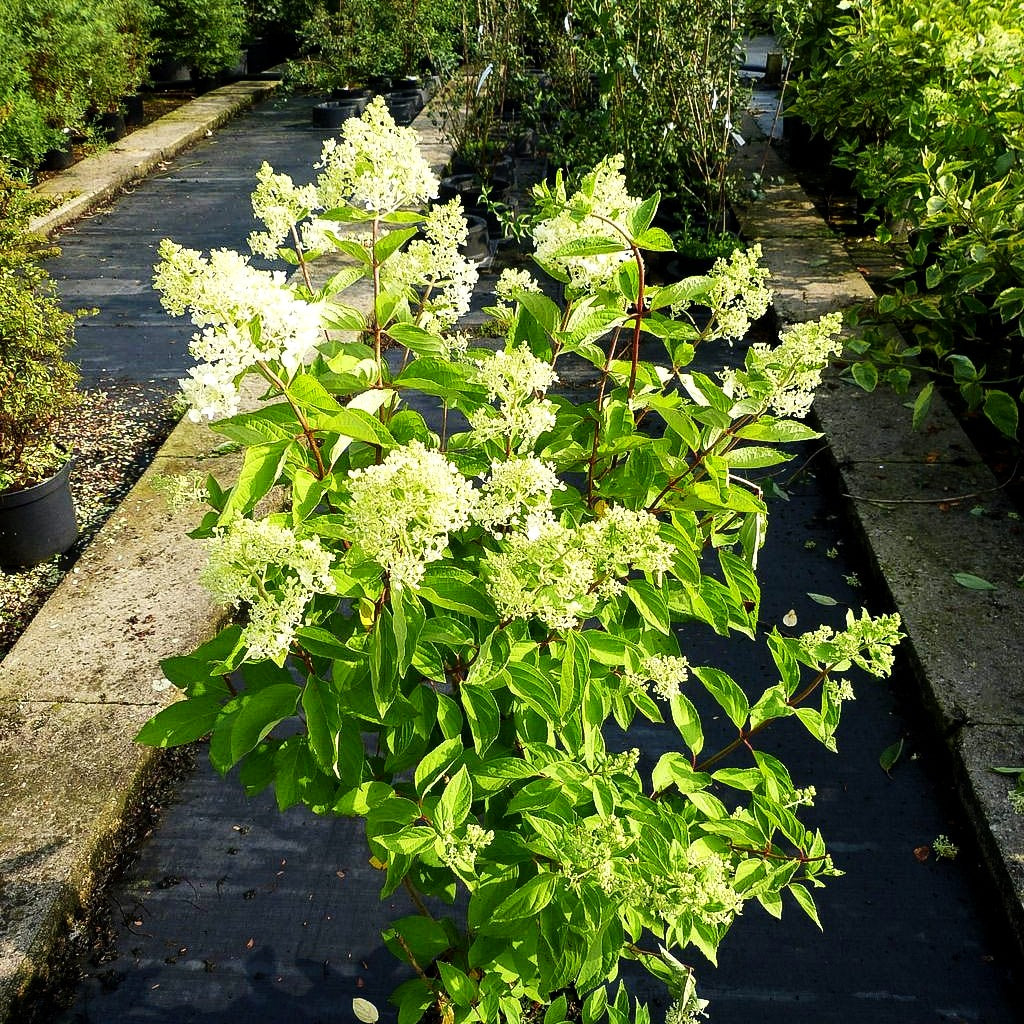 Rispen-Hortensie 'Grandiflora' (Hydrangea paniculata)