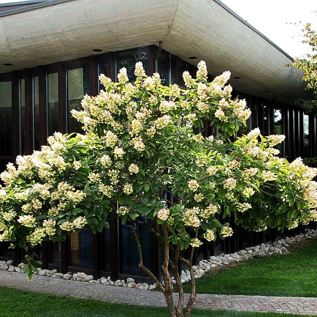 Rispen-Hortensie 'Grandiflora' (Hydrangea paniculata)