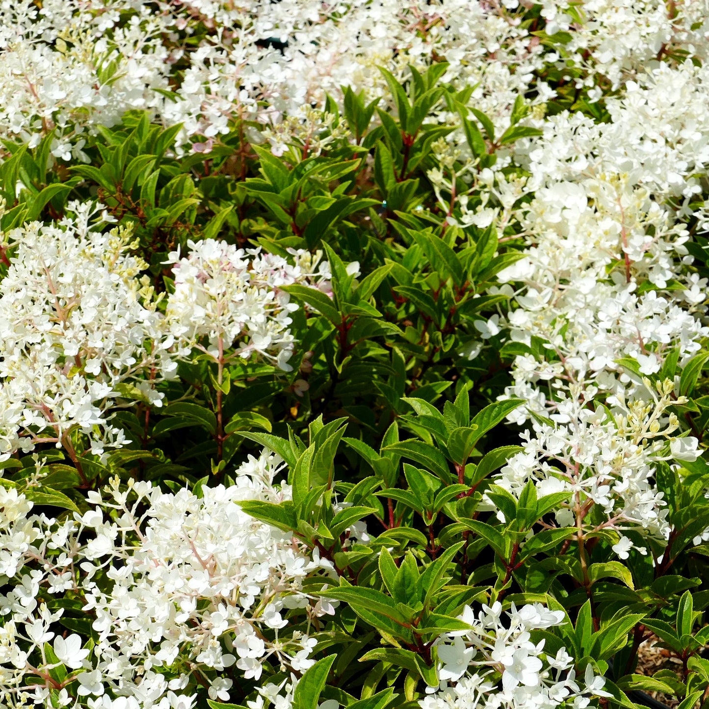 Rispen-Hortensie (Hydrangea panic. Groundbreaker BLUSH)