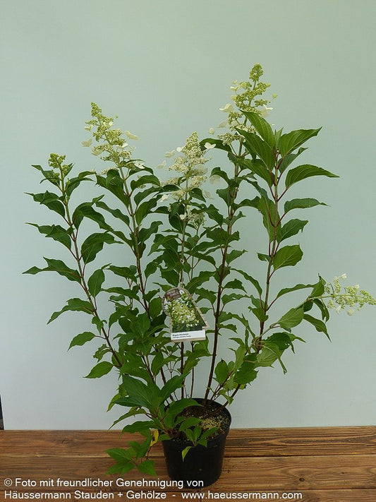 Rispen-Hortensie 'Kyushu' (Hydrangea paniculata)