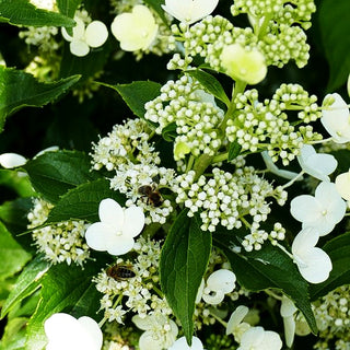 Rispen-Hortensie 'Kyushu' (Hydrangea paniculata)