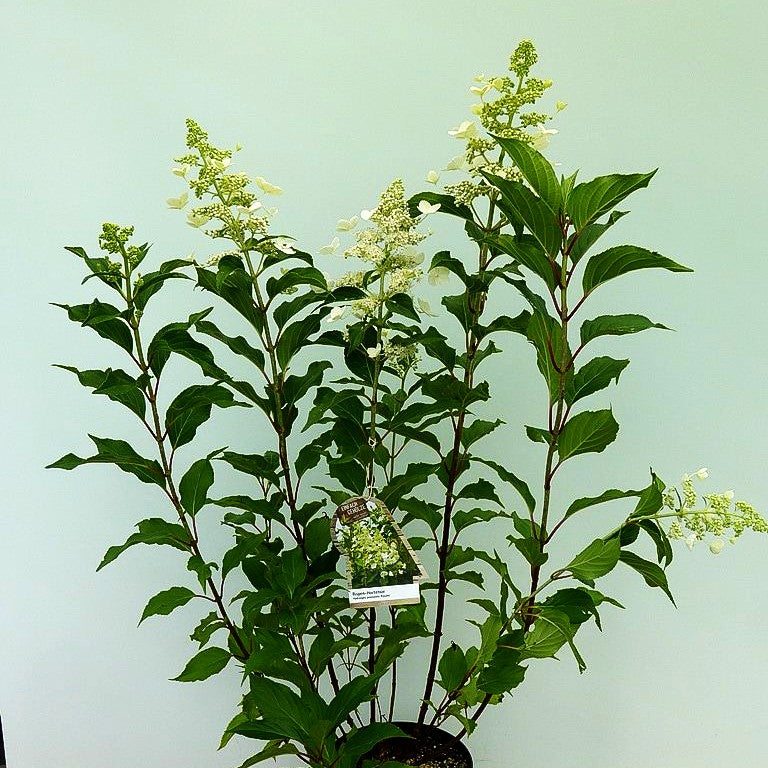 Rispen-Hortensie 'Kyushu' (Hydrangea paniculata)