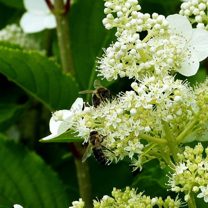 Rispen-Hortensie 'Kyushu' (Hydrangea paniculata)