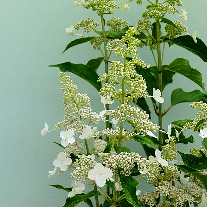 Rispen-Hortensie 'Kyushu' (Hydrangea paniculata)