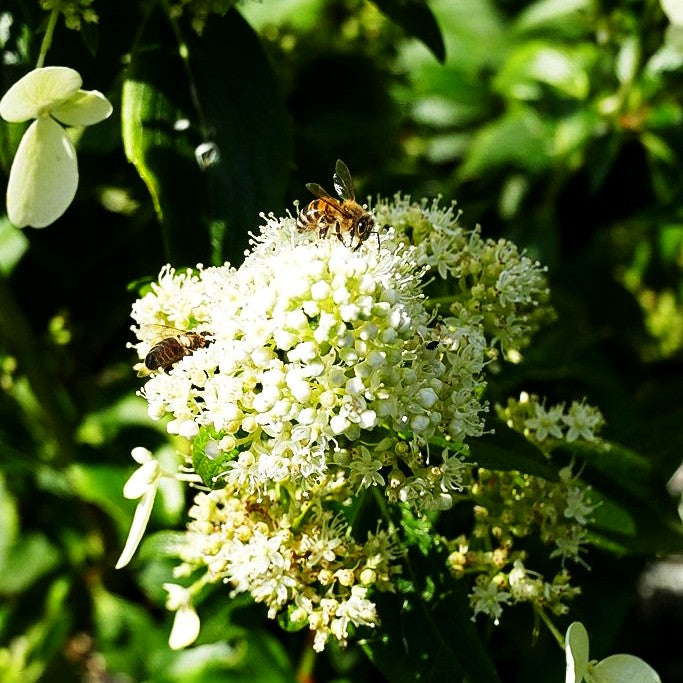 Rispen-Hortensie 'Kyushu' (Hydrangea paniculata)