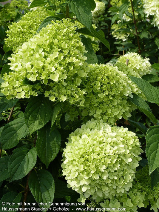 Rispen-Hortensie 'Limelight' (Hydrangea paniculata)