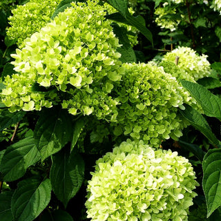 Rispen-Hortensie 'Limelight' (Hydrangea paniculata)