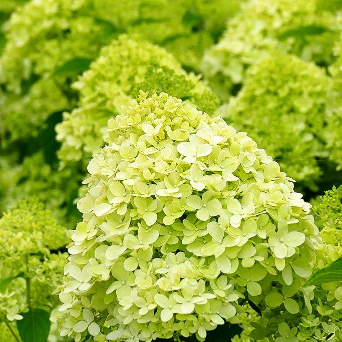 Rispen-Hortensie 'Limelight' (Hydrangea paniculata)