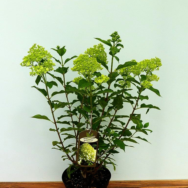 Rispen-Hortensie 'Limelight' (Hydrangea paniculata)
