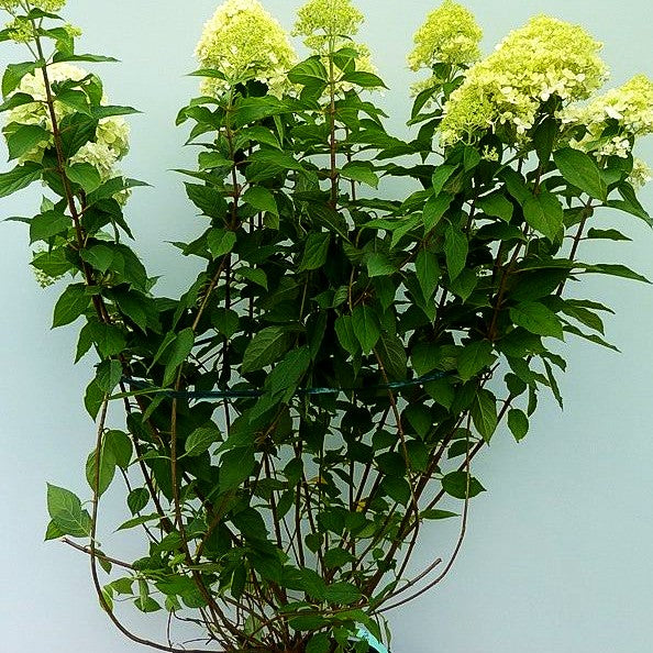 Rispen-Hortensie 'Limelight' (Hydrangea paniculata)