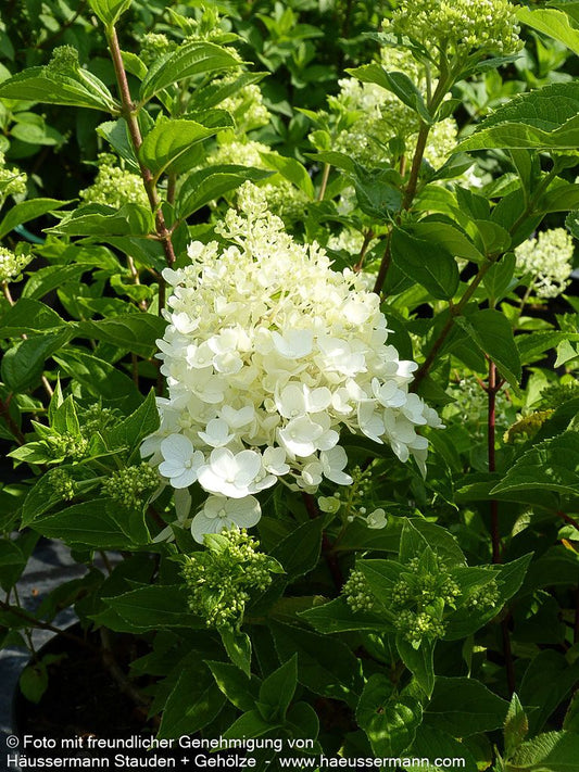 Rispen-Hortensie 'Little Lime' (Hydrangea paniculata)