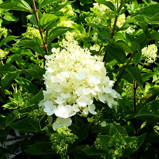 Rispen-Hortensie 'Little Lime' (Hydrangea paniculata)