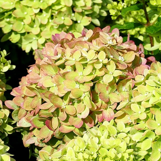 Rispen-Hortensie 'Little Lime' (Hydrangea paniculata)