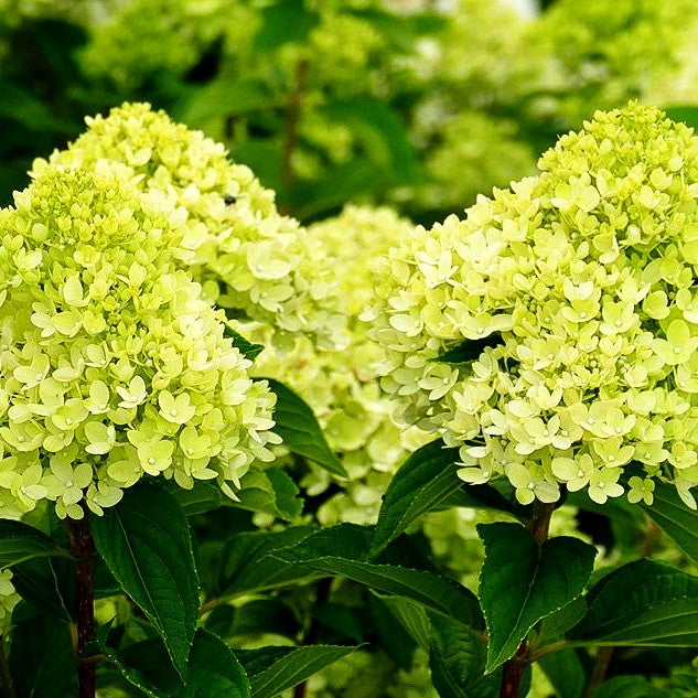 Rispen-Hortensie 'Little Lime' (Hydrangea paniculata)