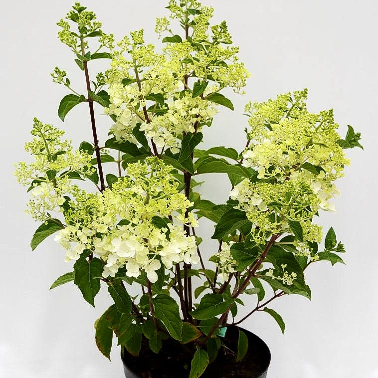 Rispen-Hortensie 'Little Lime' (Hydrangea paniculata)