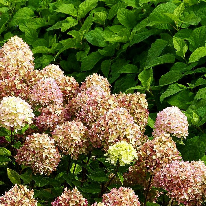 Rispen-Hortensie 'Little Lime' (Hydrangea paniculata)