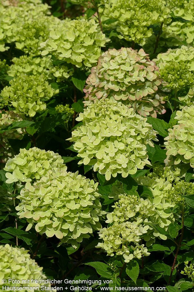Rispen-Hortensie 'Little Lime' (Hydrangea paniculata)