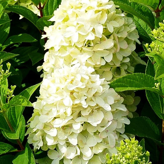 Rispen- Hortensie 'Magical Candle' (Hydrangea paniculata)
