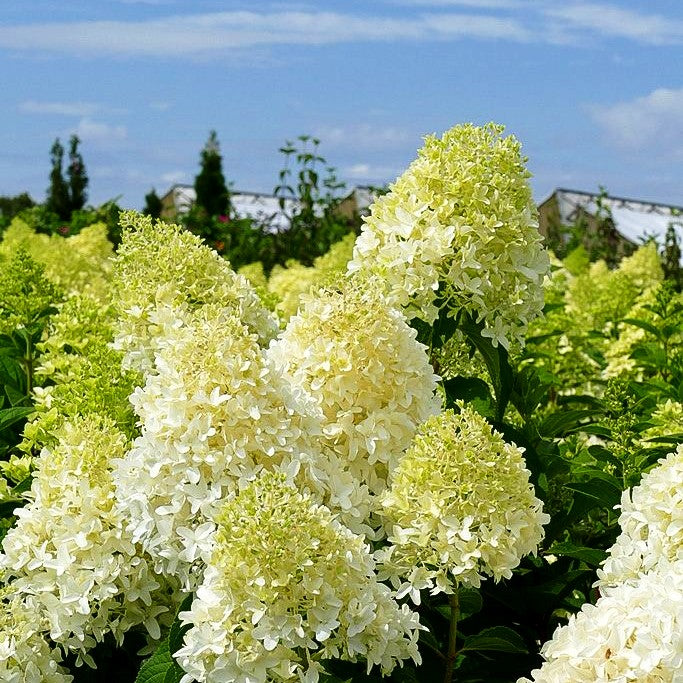 Rispen- Hortensie 'Magical Candle' (Hydrangea paniculata)