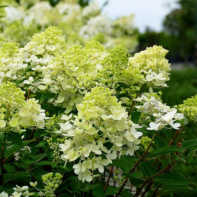 Rispen- Hortensie 'Magical Candle' (Hydrangea paniculata)