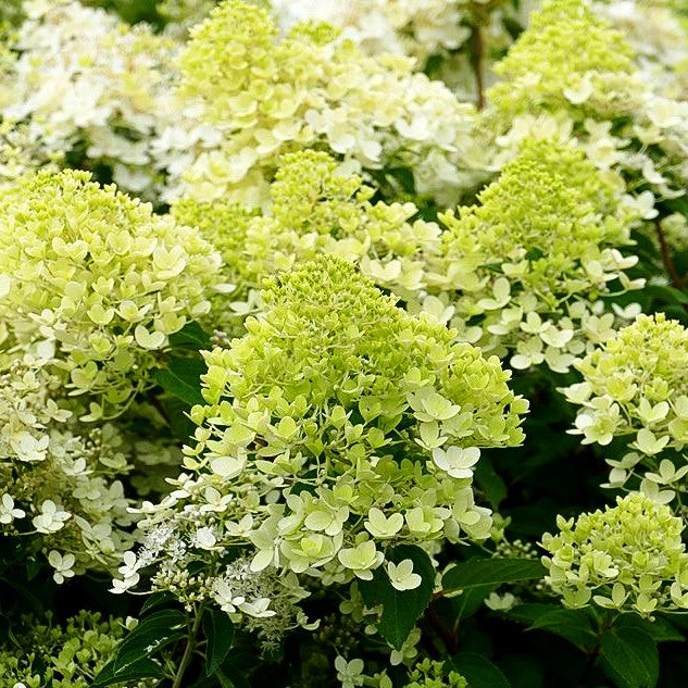 Rispen- Hortensie 'Magical Candle' (Hydrangea paniculata)