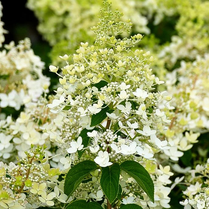 Rispen- Hortensie 'Magical Candle' (Hydrangea paniculata)