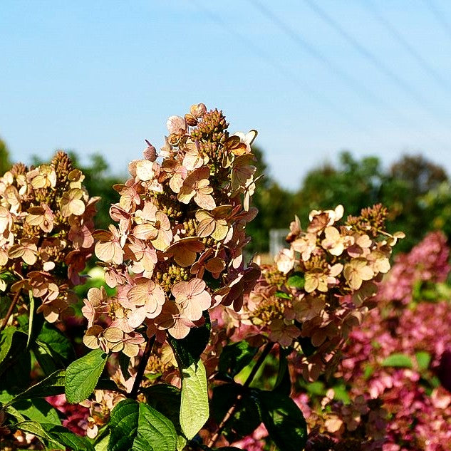Rispen-Hortensie 'Magical Fire' (Hydrangea paniculata)
