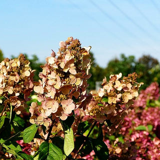 Rispen-Hortensie 'Magical Fire' (Hydrangea paniculata)
