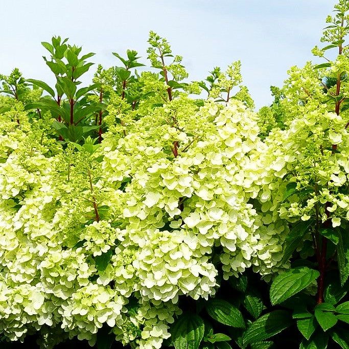 Rispen-Hortensie 'Magical Mont Blanc' (Hydrangea panic.)
