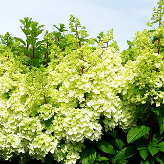 Rispen-Hortensie 'Magical Mont Blanc' (Hydrangea panic.)