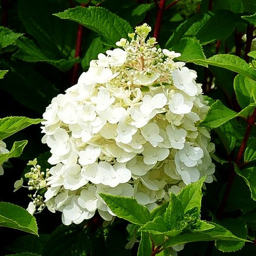 Rispen-Hortensie 'Magical Mont Blanc' (Hydrangea panic.)