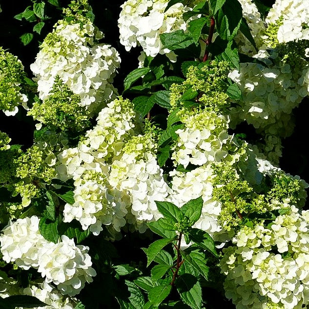 Rispen-Hortensie 'Magical Mont Blanc' (Hydrangea panic.)