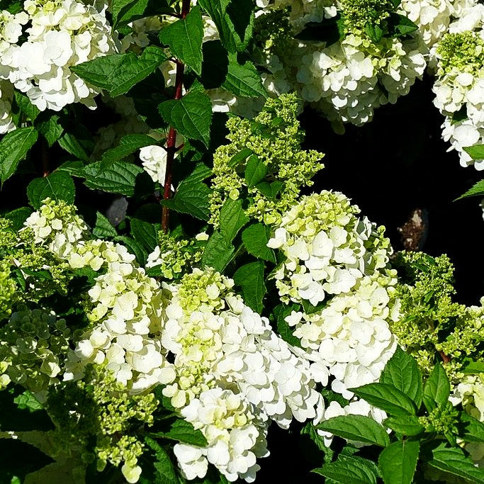 Rispen-Hortensie 'Magical Mont Blanc' (Hydrangea panic.)