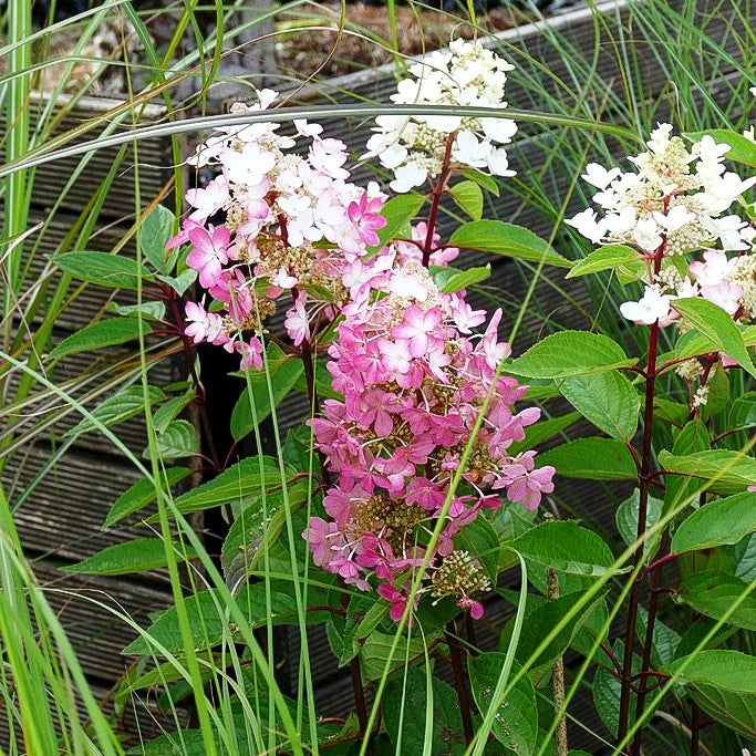 Rispen-Hortensie 'Magical Vesuvio' (Hydrangea panic.)