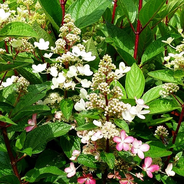 Rispen-Hortensie 'Magical Vesuvio' (Hydrangea panic.)