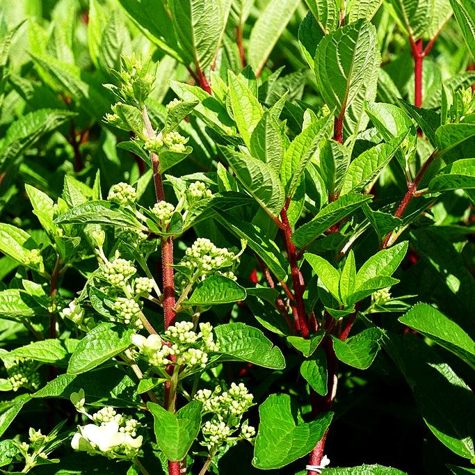 Rispen-Hortensie 'Magical Vesuvio' (Hydrangea panic.)