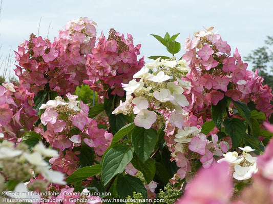 Rispen-Hortensie 'Mega Mindy' (Hydrangea paniculata)