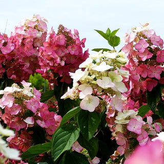 Rispen-Hortensie 'Mega Mindy' (Hydrangea paniculata)