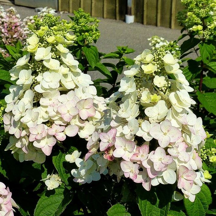 Rispen-Hortensie 'Mega Mindy' (Hydrangea paniculata)