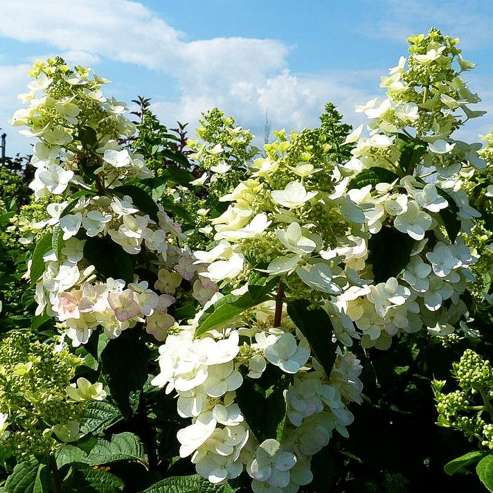 Rispen-Hortensie 'Mega Mindy' (Hydrangea paniculata)