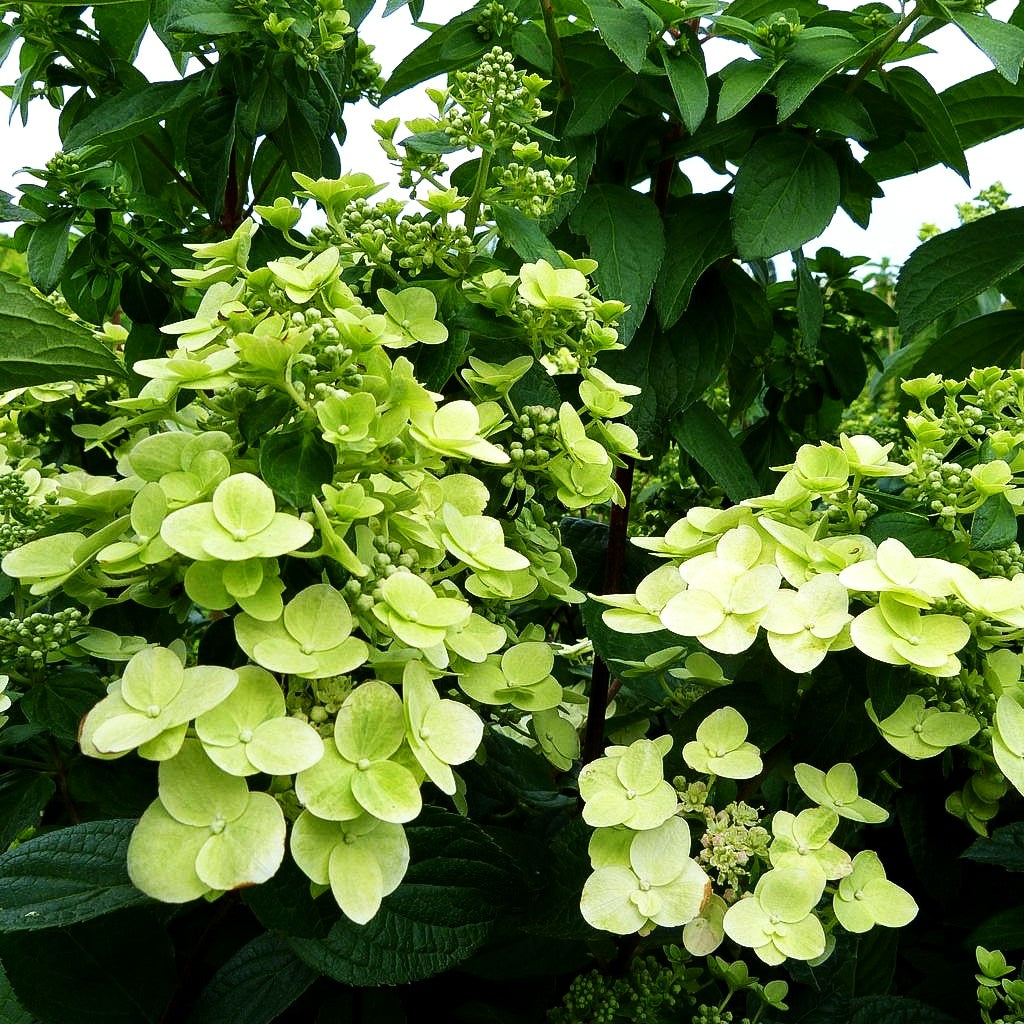 Rispen-Hortensie 'Mega Mindy' (Hydrangea paniculata)