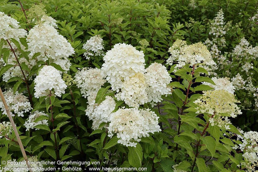 Rispen-Hortensie 'Phantom' (Hydrangea paniculata)