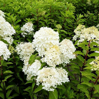 Rispen-Hortensie 'Phantom' (Hydrangea paniculata)
