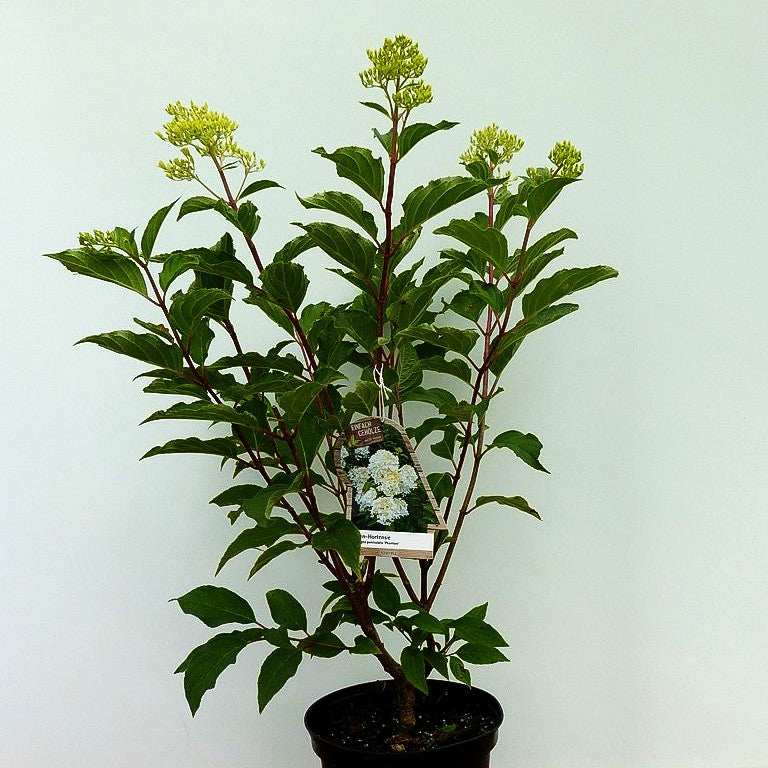 Rispen-Hortensie 'Phantom' (Hydrangea paniculata)