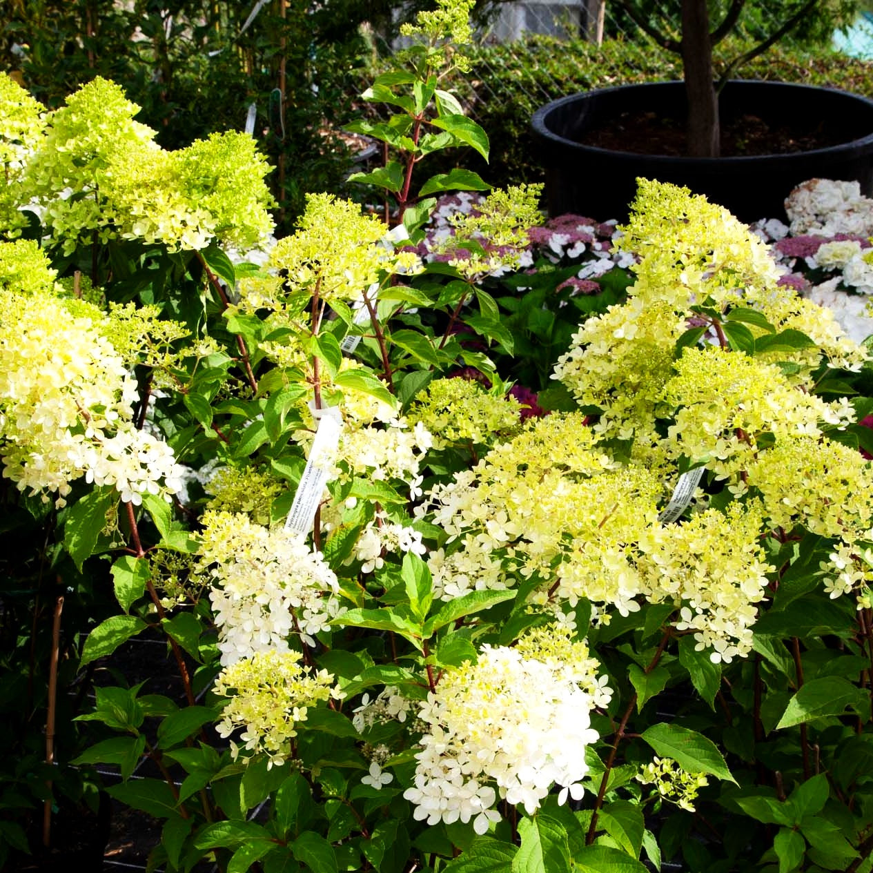 Rispen-Hortensie 'Phantom' (Hydrangea paniculata)