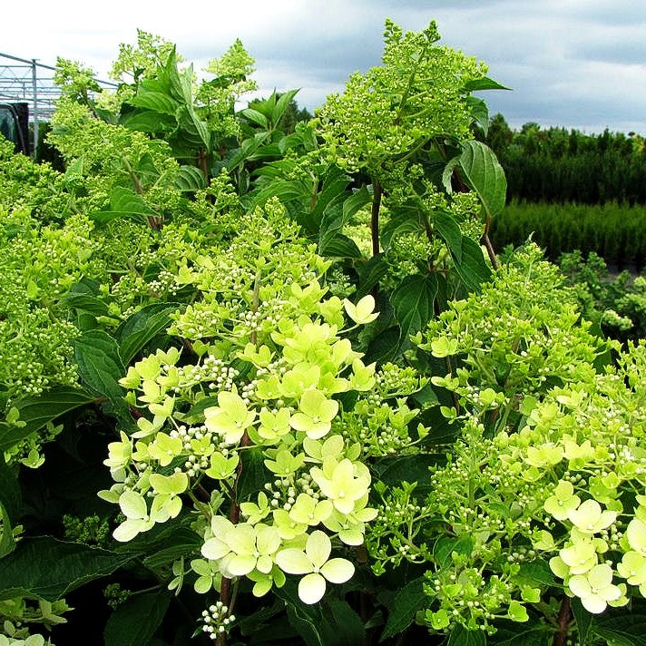 Rispen-Hortensie 'Phantom' (Hydrangea paniculata)