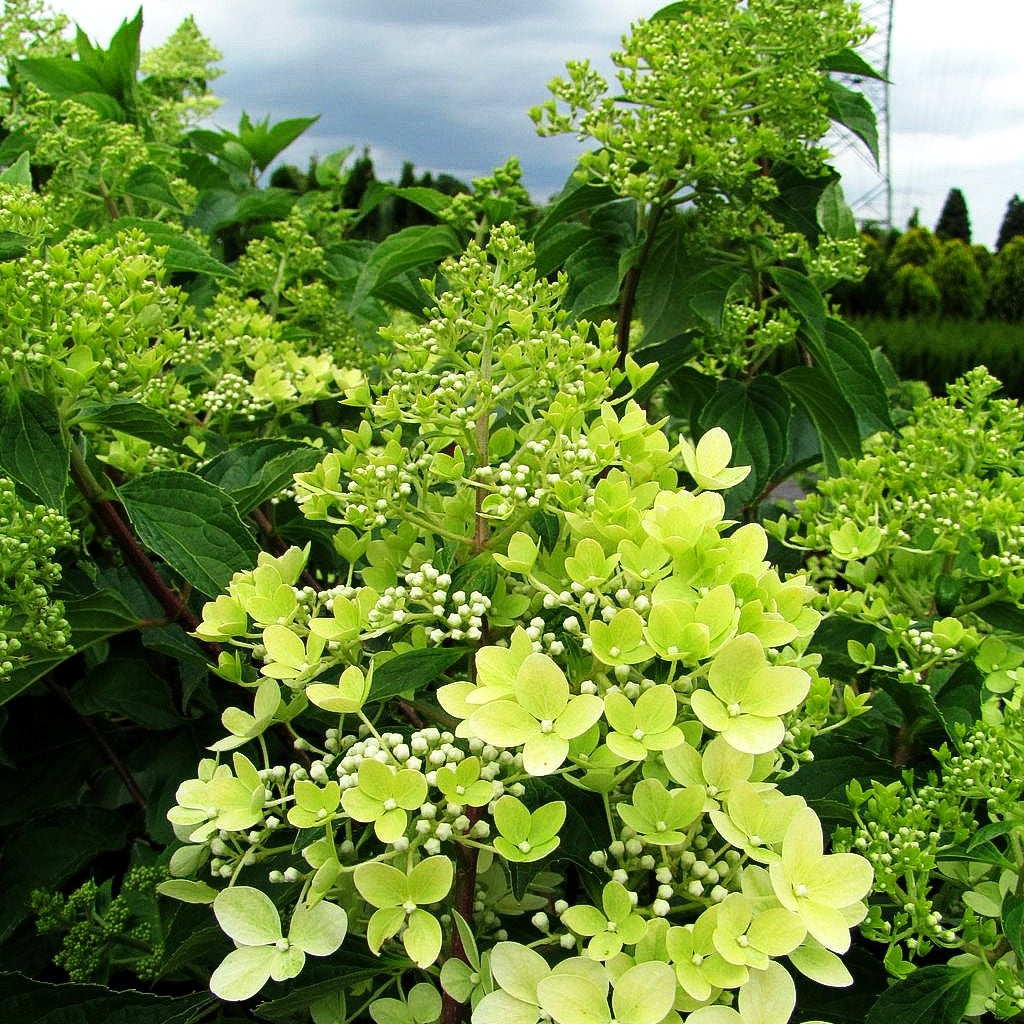 Rispen-Hortensie 'Phantom' (Hydrangea paniculata)